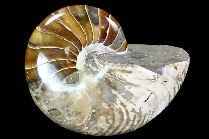 Polished Fossil Nautilus - Madagascar #108223